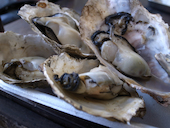 松島さかな市場: アタックポロリさんの2014年05月09日の1枚目の投稿写真