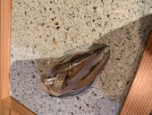 鮨 弥栄: そめやさんの2019年04月04日の1枚目の投稿写真