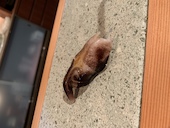 鮨 弥栄: そめやさんの2019年04月04日の2枚目の投稿写真