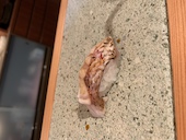 鮨 弥栄: そめやさんの2019年04月04日の3枚目の投稿写真