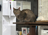 ねこ空間 チャモラ CYAMOLA: あけさんの2026年04月07日の1枚目の投稿写真