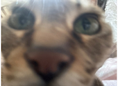 ねこ空間 チャモラ CYAMOLA: あけさんの2026年04月07日の2枚目の投稿写真