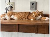 ANIMAL cafe and Bar mofutto: だんごさんの2026年09月13日の1枚目の投稿写真