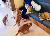 猫カフェ　十にゃん十色: mさんの2026年02月11日の2枚目の投稿写真