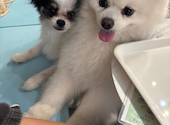 犬猫カフェ put on lap プットオンラップ 今池: kanae*さんの2026年05月26日の2枚目の投稿写真