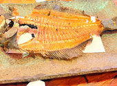 釣船茶屋 ざうお 横浜綱島店: ぴじゅさんの2026年08月16日の2枚目の投稿写真