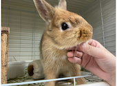 うさぎカフェ うさびび: くおんさんの2026年05月07日の1枚目の投稿写真