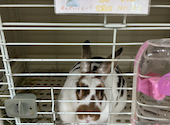 うさぎカフェ うさびび: くおんさんの2026年05月07日の2枚目の投稿写真