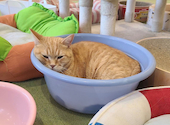 CAT CAFE 美観neko ビカンネコ: ちよさんの2026年09月05日の1枚目の投稿写真