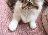 猫カフェニャンシー: ようちゃんさんの2026年06月16日の1枚目の投稿写真