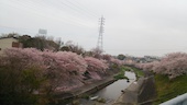 窓から朝倉川と桜が見れて綺麗！！
