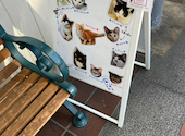 譲渡型保護ねこカフェ にじのはし: ろぎれっとさんの2026年06月21日の1枚目の投稿写真