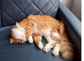 ANIMAL cafe and Bar mofutto: 空翔さんの2026年05月24日の3枚目の投稿写真