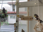 ことりカフェ 上野本店: ようちゃんさんの2021年10月27日の3枚目の投稿写真