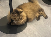 犬猫カフェ put on lap プットオンラップ 今池: ゆらさんの2026年08月14日の1枚目の投稿写真