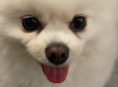 犬猫カフェ put on lap プットオンラップ 今池: ひたんんさんの2026年07月15日の1枚目の投稿写真