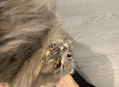 犬猫カフェ put on lap プットオンラップ 今池: ひたんんさんの2026年07月15日の2枚目の投稿写真