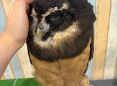 あうるぱーく フクロウカフェ 池袋西口: 赤身さんの2026年10月02日の1枚目の投稿写真