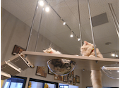 PARK72 ネコCAFE: まみさんの2026年07月26日の2枚目の投稿写真