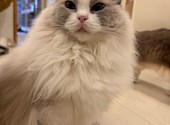 猫カフェ クラウド: ミケさんの2025年04月07日の2枚目の投稿写真