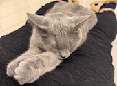 猫カフェ クラウド: ミケさんの2025年04月07日の3枚目の投稿写真