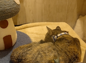 猫ダイニングA caT エーキャット: 猫さんさんの2026年05月19日の1枚目の投稿写真