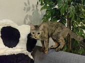 猫ダイニングA caT エーキャット: 猫さんさんの2026年05月19日の2枚目の投稿写真