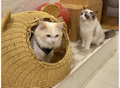 猫カフェ　クラウド: あさひさんの2025年06月の1枚目の投稿写真