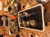 日比野市場鮮魚浜焼センター なご八 日比野店: Saltさんの2017年05月22日の1枚目の投稿写真