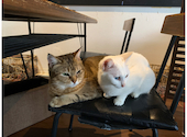 ねこカフェ&ねこ酒場 らて: のんたんさんの2026年05月05日の1枚目の投稿写真