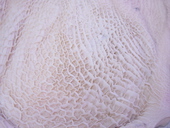 荒西商店: やまちゃんさんの2019年06月23日の2枚目の投稿写真