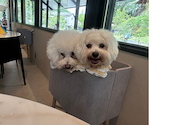 dog lounge yaburo ドッグラウンジヤブロ: せっちゃんさんの2026年05月02日の1枚目の投稿写真
