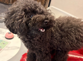 犬猫カフェ put on lap プットオンラップ 今池: かじぇさんの2026年06月11日の2枚目の投稿写真