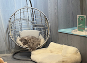 犬猫カフェ put on lap プットオンラップ 今池: かじぇさんの2026年06月11日の3枚目の投稿写真