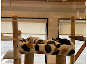 かぎのしっぽ SAKURAZAKA Cafe: しおさんの2026年09月06日の1枚目の投稿写真