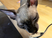 Cat&Animal Cafe Noah s Ark ノアズアーク 京都水族館前店: akimiさんの2026年10月12日の1枚目の投稿写真