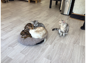 Cat&Animal Cafe Noah s Ark ノアズアーク 祇園店: しゅがぼんさんの2026年05月31日の1枚目の投稿写真