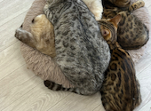 Cat&Animal Cafe Noah s Ark ノアズアーク 祇園店: しゅがぼんさんの2026年05月31日の2枚目の投稿写真