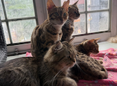 Cat&Animal Cafe Noah s Ark ノアズアーク 祇園店: しゅがぼんさんの2026年06月22日の1枚目の投稿写真