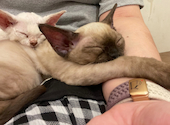 猫カフェ クラウド: きよさんの2025年08月12日の2枚目の投稿写真