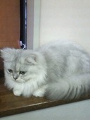 猫カフェねこまんま: いっべえ☆さんの2009年12月24日の2枚目の投稿写真