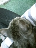 猫カフェねこまんま: いっべえ☆さんの2009年12月24日の3枚目の投稿写真