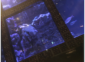 AQUA RESTAURANT&BAR LUXIS ラグシス: トモヤさんの2023年04月11日の2枚目の投稿写真