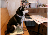 ＤＯＧ・ＤＥＰＴ・ＧＡＲＤＥＮ・ＲＥＳＯＲＴ・湘南江ノ島: 96480さんの2026年04月16日の2枚目の投稿写真