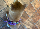 ＤＯＧ・ＤＥＰＴ・ＧＡＲＤＥＮ・ＲＥＳＯＲＴ・湘南江ノ島: 96480さんの2026年07月15日の2枚目の投稿写真