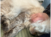 ANIMAL cafe and Bar mofutto: 瑞葉さんの2024年02月08日の1枚目の投稿写真