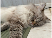 ANIMAL cafe and Bar mofutto: 瑞葉さんの2024年02月08日の2枚目の投稿写真