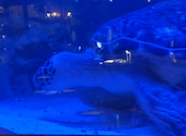 AQUA RESTAURANT&BAR LUXIS ラグシス: 蘭さんの2026年09月01日の1枚目の投稿写真