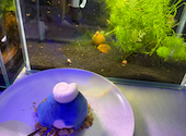 アクアリウムダイニング　サカナノセカイ　小倉店: きずなさんの2026年08月03日の2枚目の投稿写真