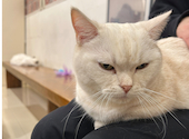 猫カフェ クラウド: まめさんの2024年12月23日の2枚目の投稿写真